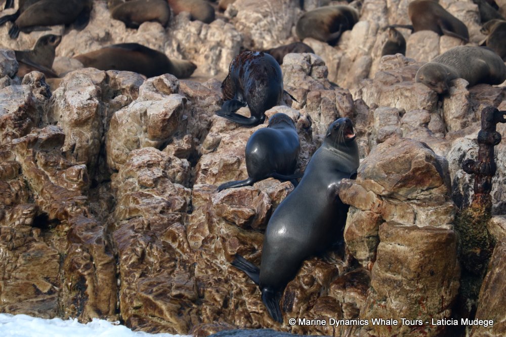 cape fur seal, whale watching, gansbaai, south africa