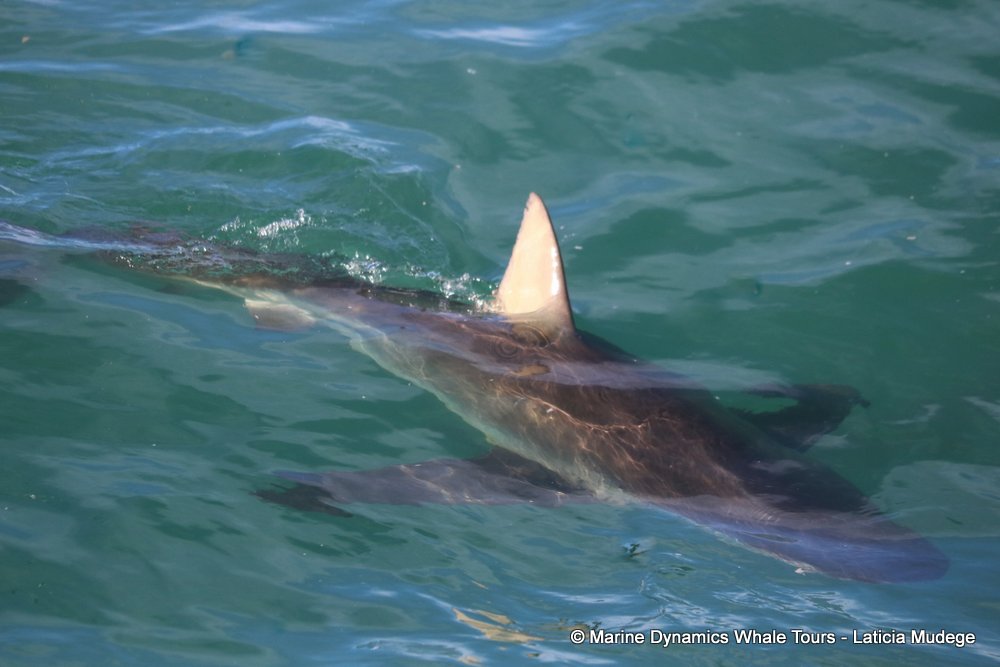 bronze whaler shark, whale watching, gansbaai, south africa,