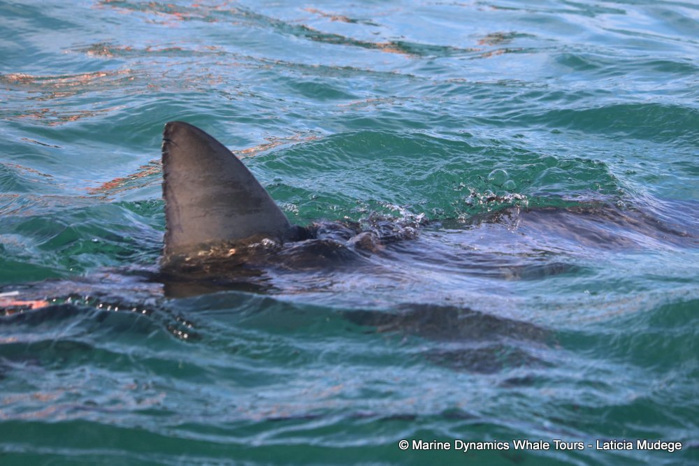 bronze whaler shark, whale watching, gansbaai, south africa,