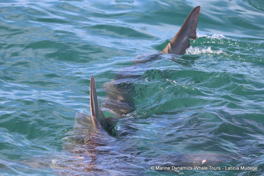 bronze whaler shark, whale watching, gansbaai, south africa,