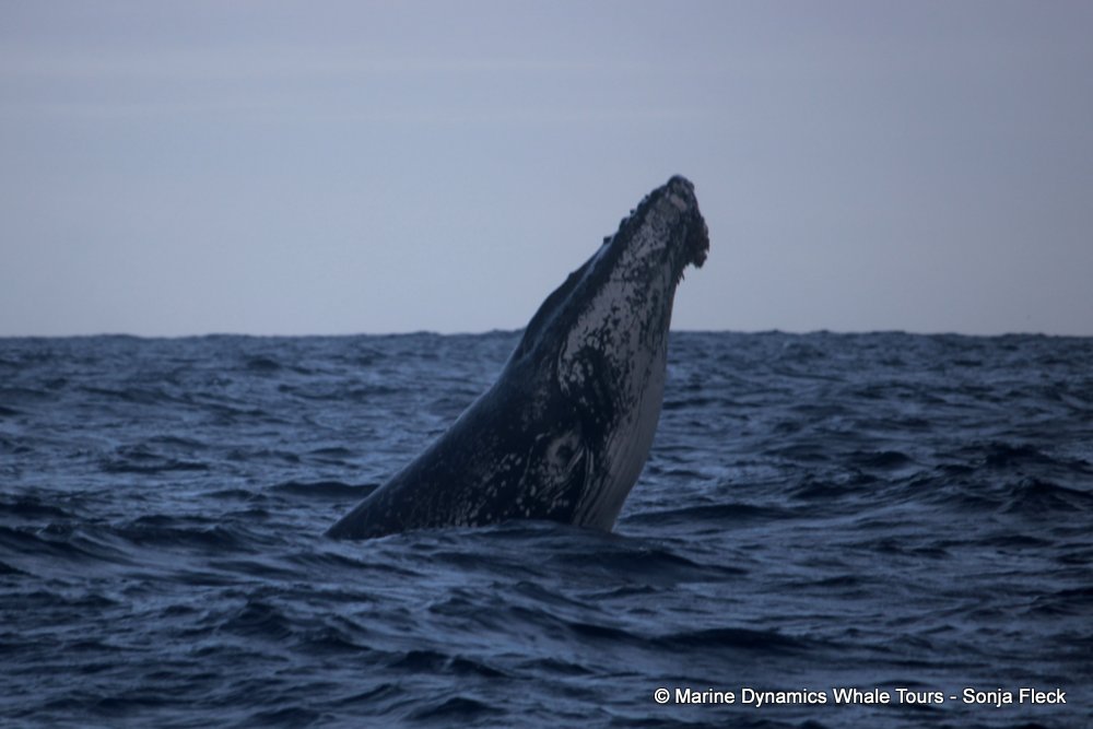 Marine Big 5 Daily Blog 08 August