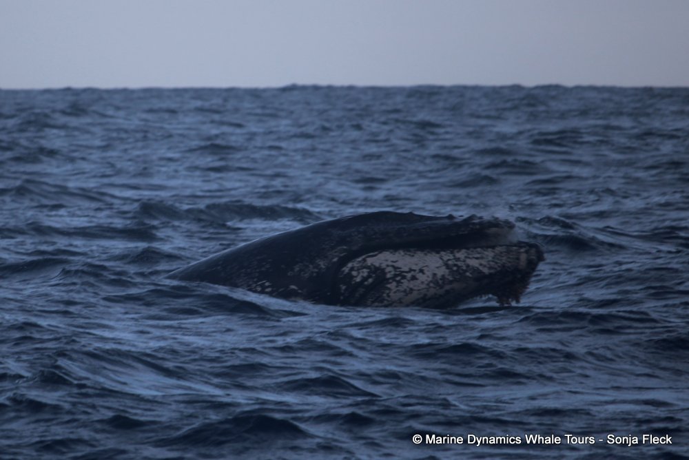 humpback whale, whale watching, gansbaai, south africa