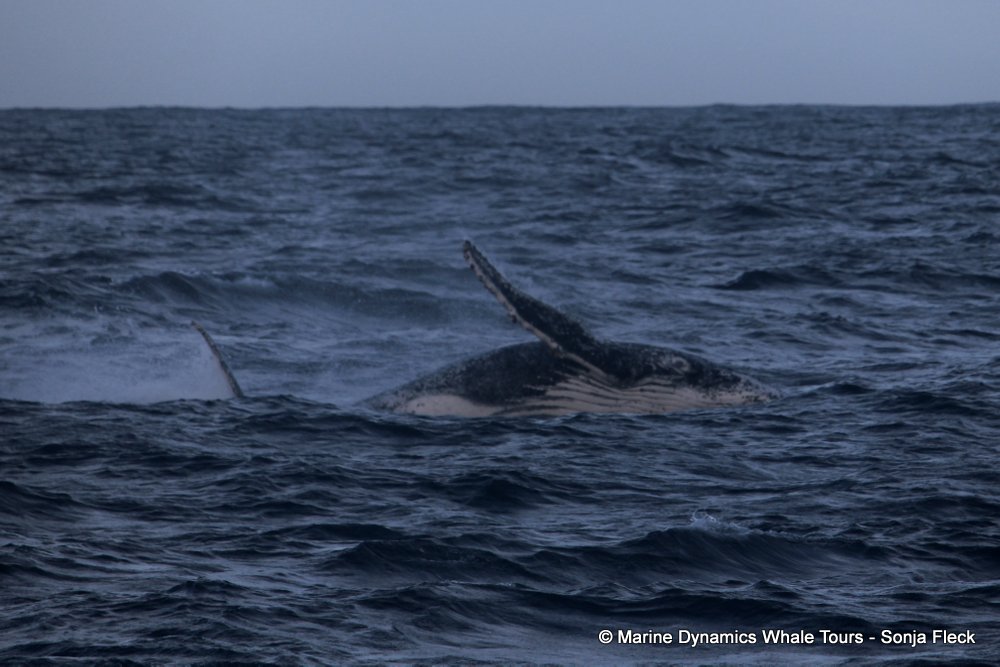 humpback whale, whale watching, gansbaai, south africa