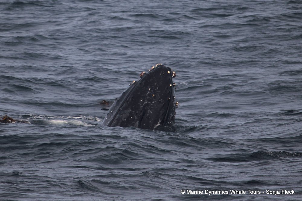 humpback whale, whale watching, gansbaai, south africa