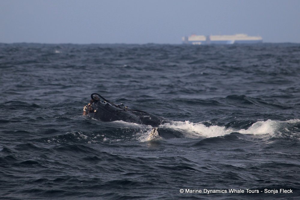 humpback whale, whale watching, gansbaai, south africa