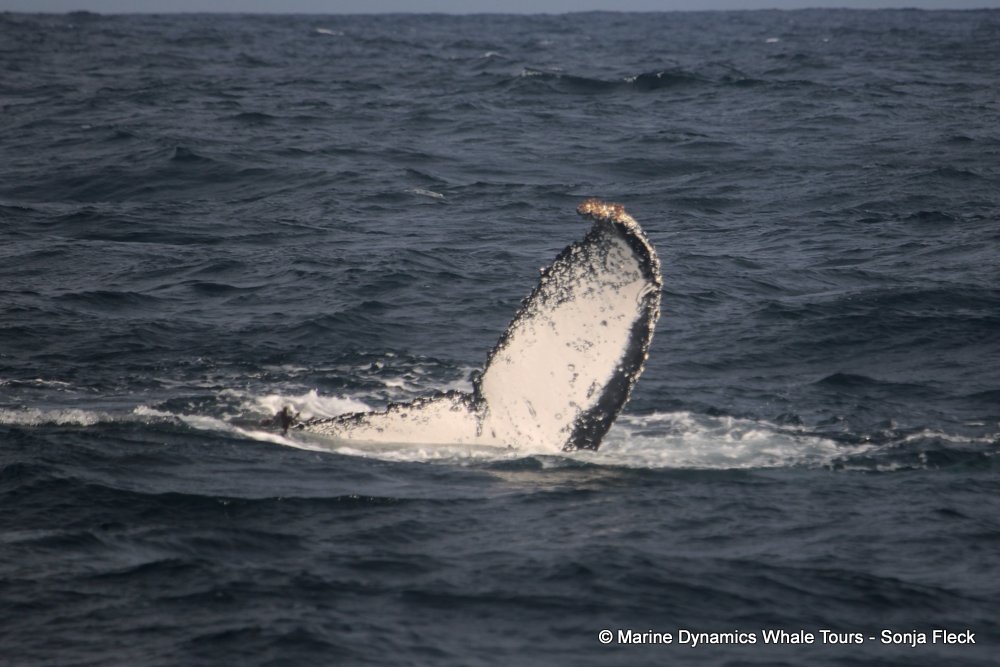 humpback whale, whale watching, gansbaai, south africa