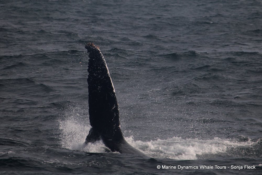 humpback whale, whale watching, gansbaai, south africa