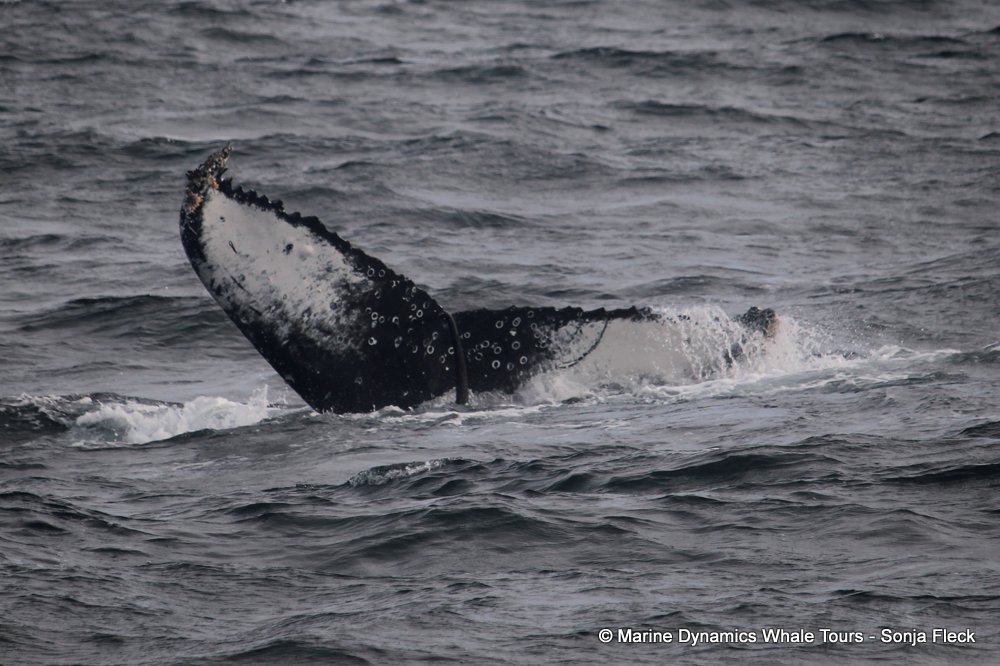 humpback whale, whale watching, gansbaai, south africa