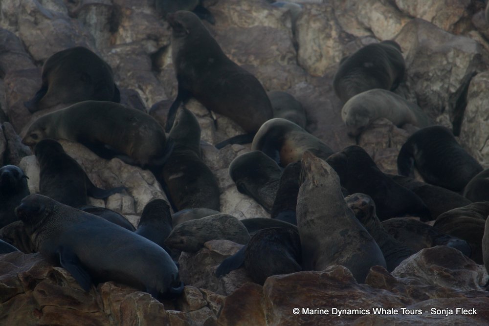 cape fur seal, whale watching, gansbaai, south africa