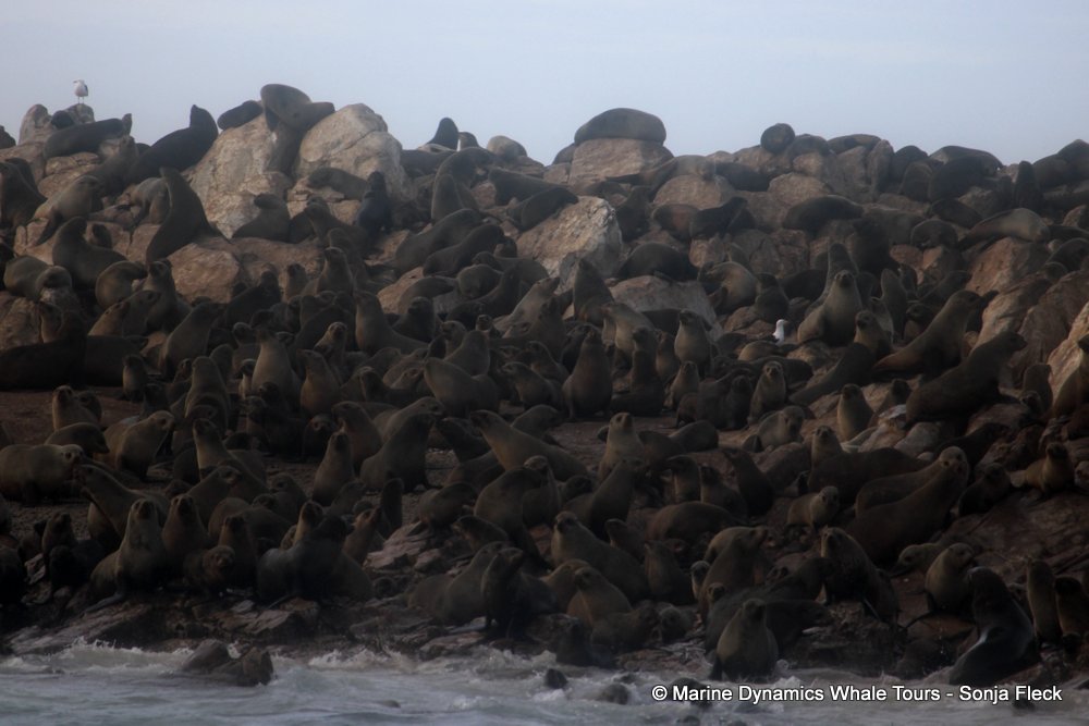 cape fur seal, whale watching, gansbaai, south africa
