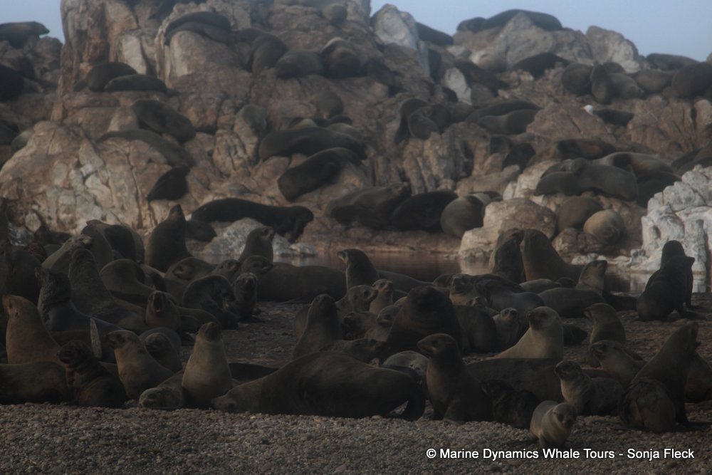cape fur seal, whale watching, gansbaai, south africa