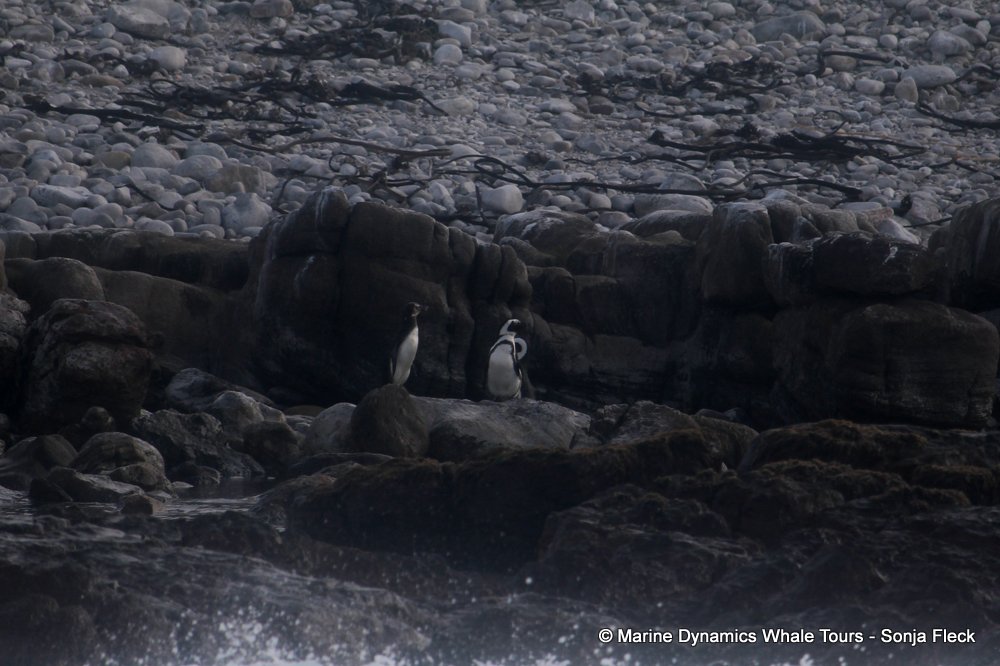 cape fur seal, whale watching, gansbaai, south africa