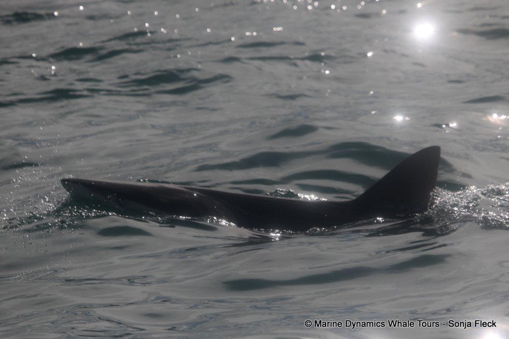 bronze whaler shark, whale watching, gansbaai, south africa,