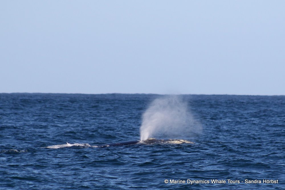 Southern right whale, whale watching, gansbaai, south africa,