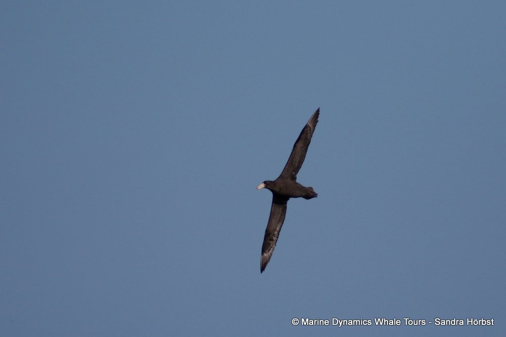 petrel, whale watching, gansbaai, south africa
