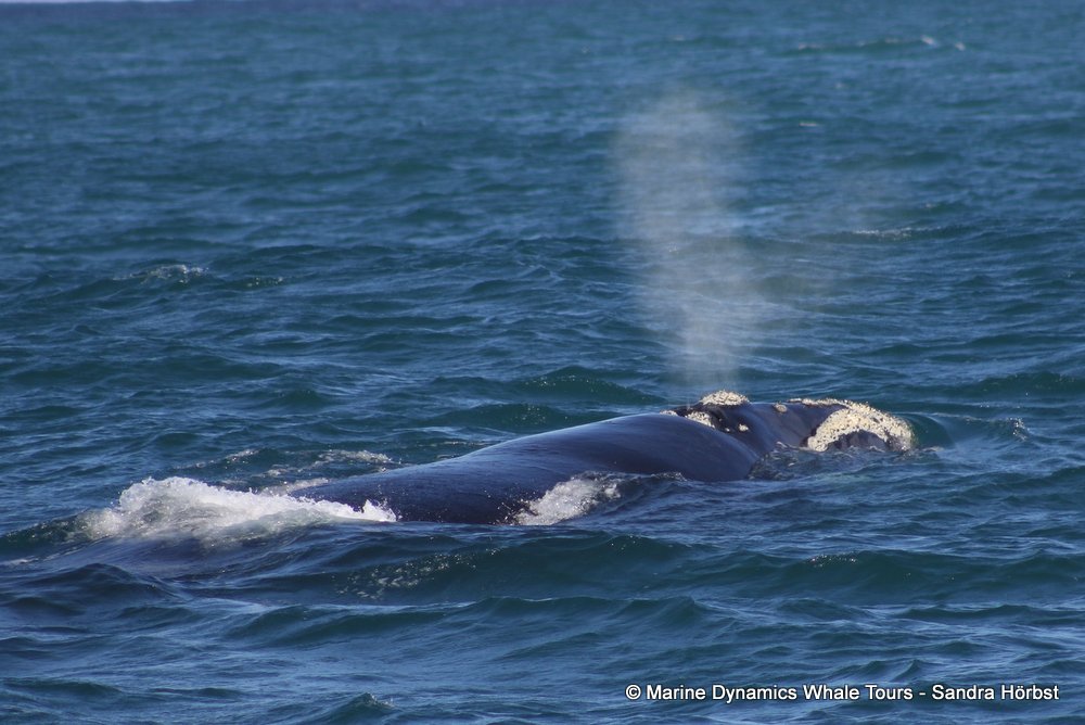Southern right whale, whale watching, gansbaai, south africa,