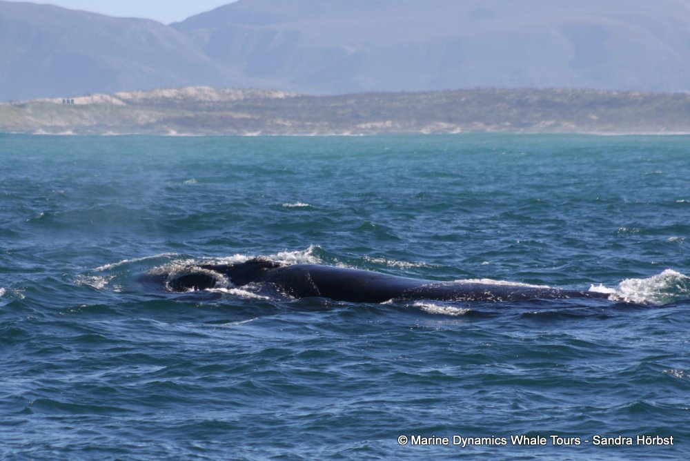 Southern right whale, whale watching, gansbaai, south africa,