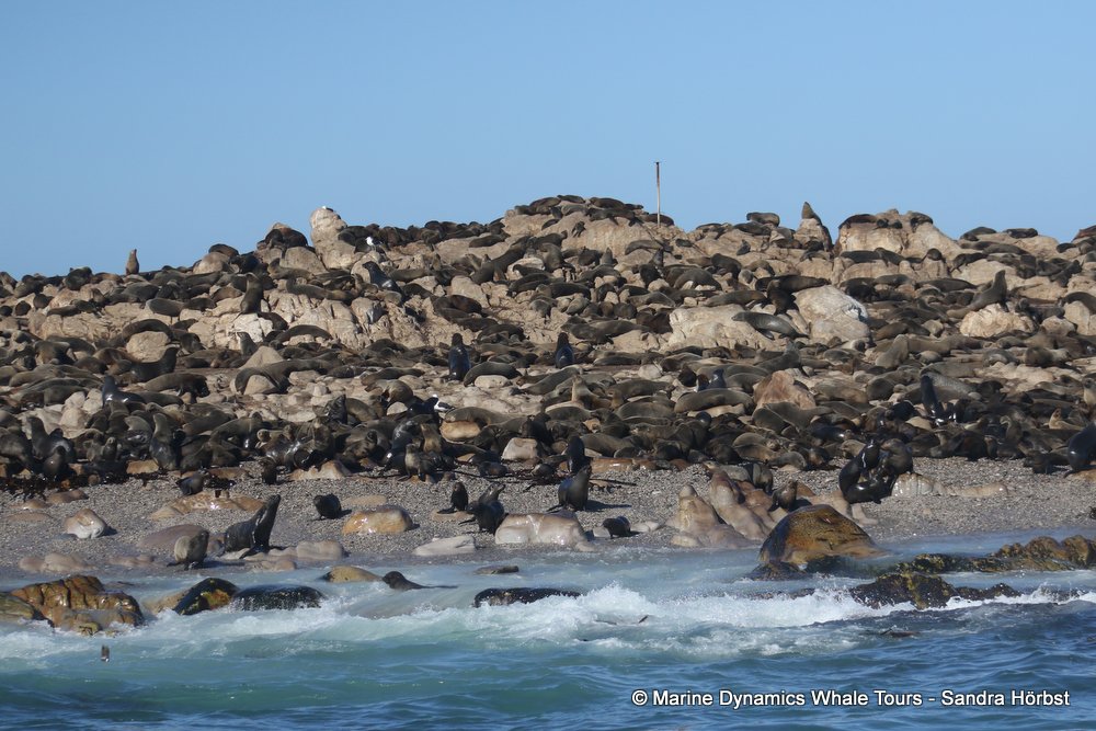 cape fur seal, whale watching, gansbaai, south africa