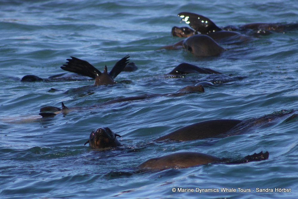 cape fur seal, whale watching, gansbaai, south africa