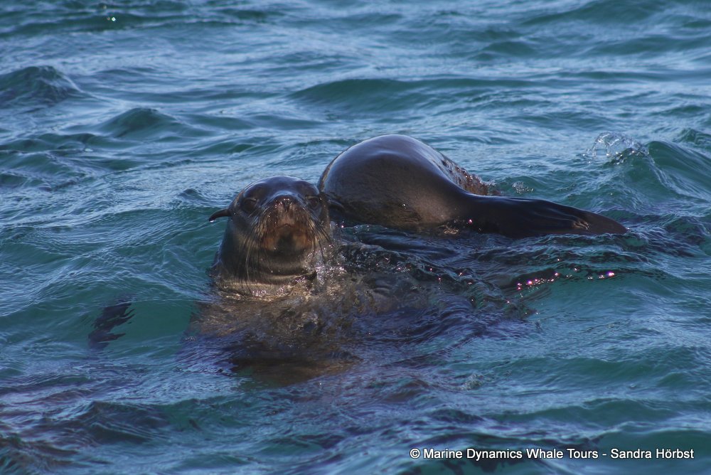 cape fur seal, whale watching, gansbaai, south africa