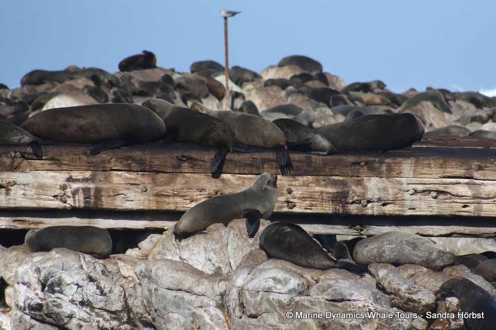 cape fur seal, whale watching, gansbaai, south africa