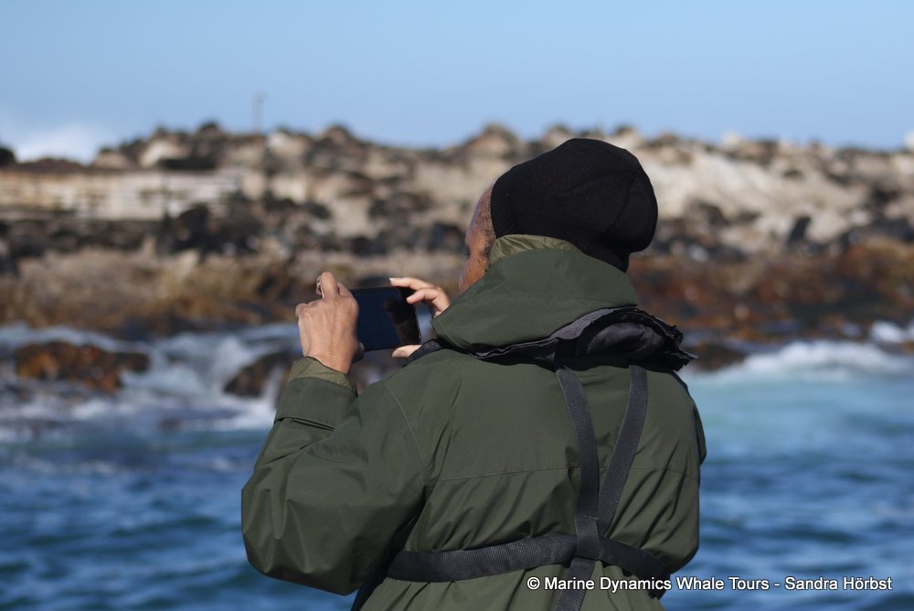 cape fur seal, whale watching, gansbaai, south africa