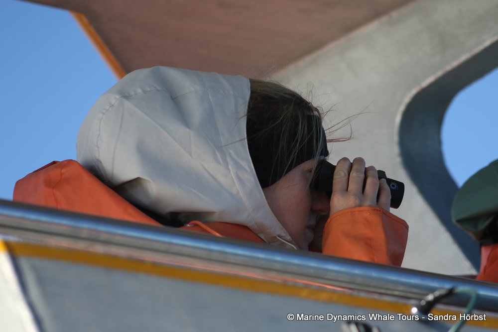 people, whale watching, gansbaai, south africa