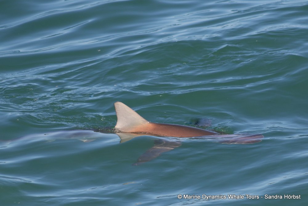 bronze whaler shark, whale watching, gansbaai, south africa,