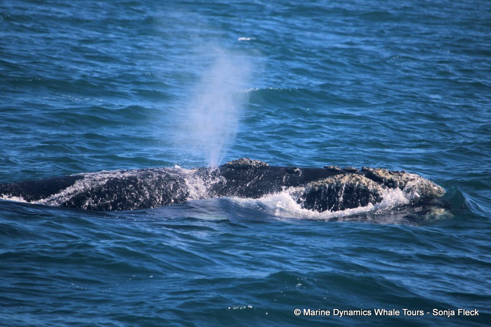 Southern right whale, whale watching, gansbaai, south africa,