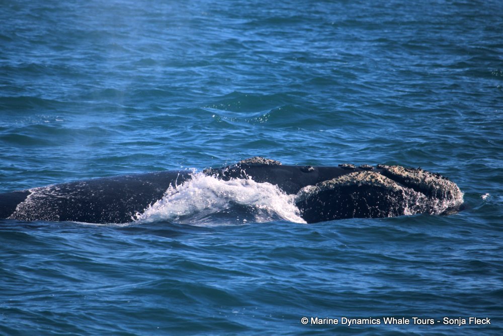 Southern right whale, whale watching, gansbaai, south africa,