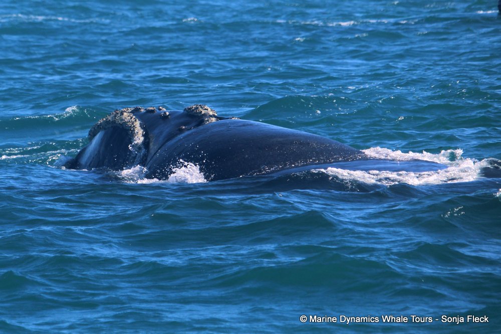 Southern right whale, whale watching, gansbaai, south africa,