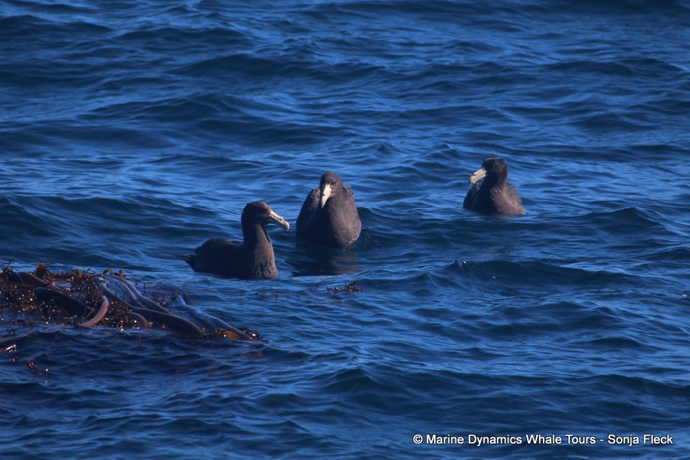 giant petrel, whale watching, gansbaai, south africa,