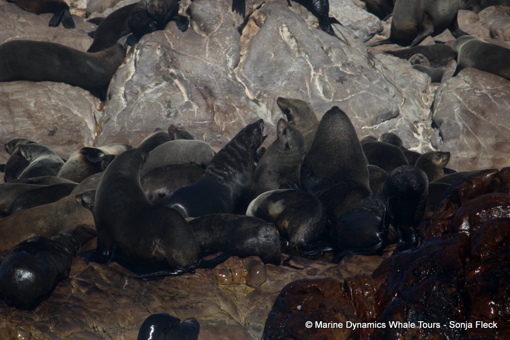 cape fur seal, whale watching, gansbaai, south africa