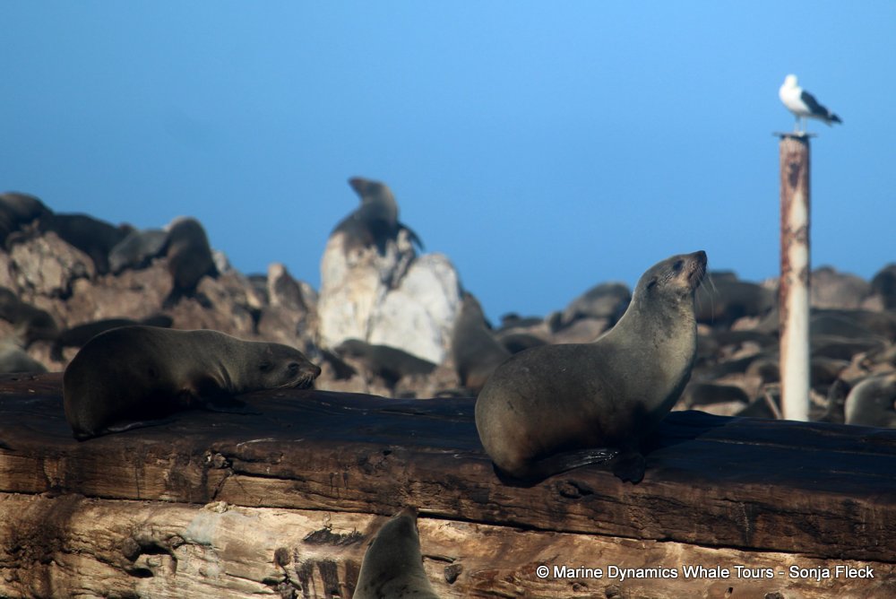 cape fur seal, whale watching, gansbaai, south africa