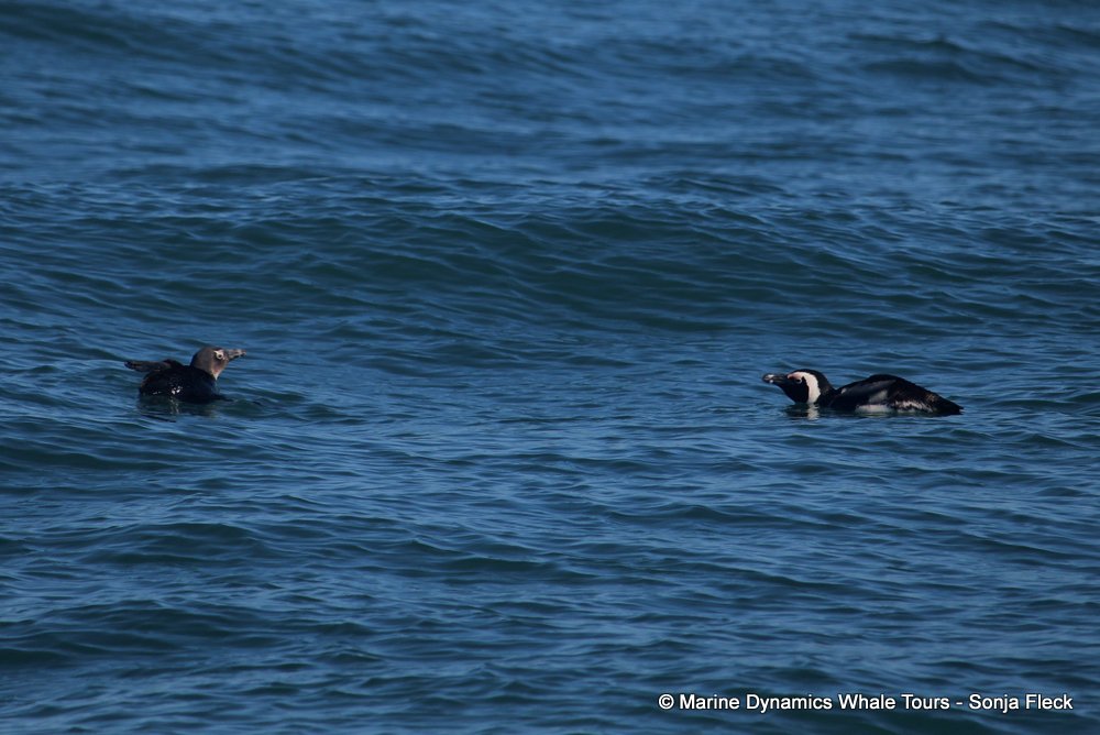 african penguin, whale watching, gansbaai, south africa