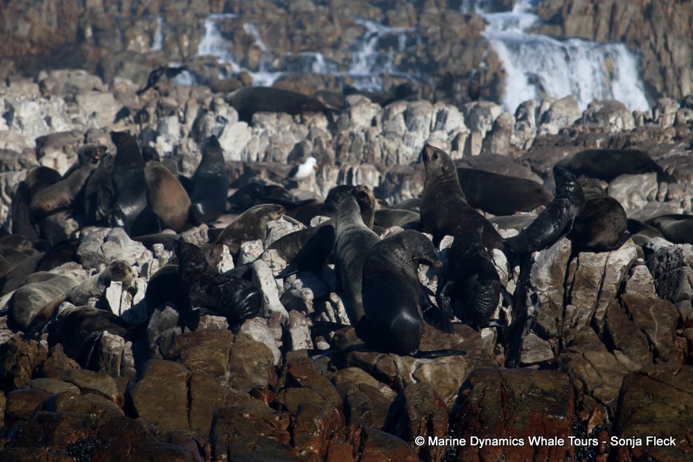 cape fur seal, whale watching, gansbaai, south africa