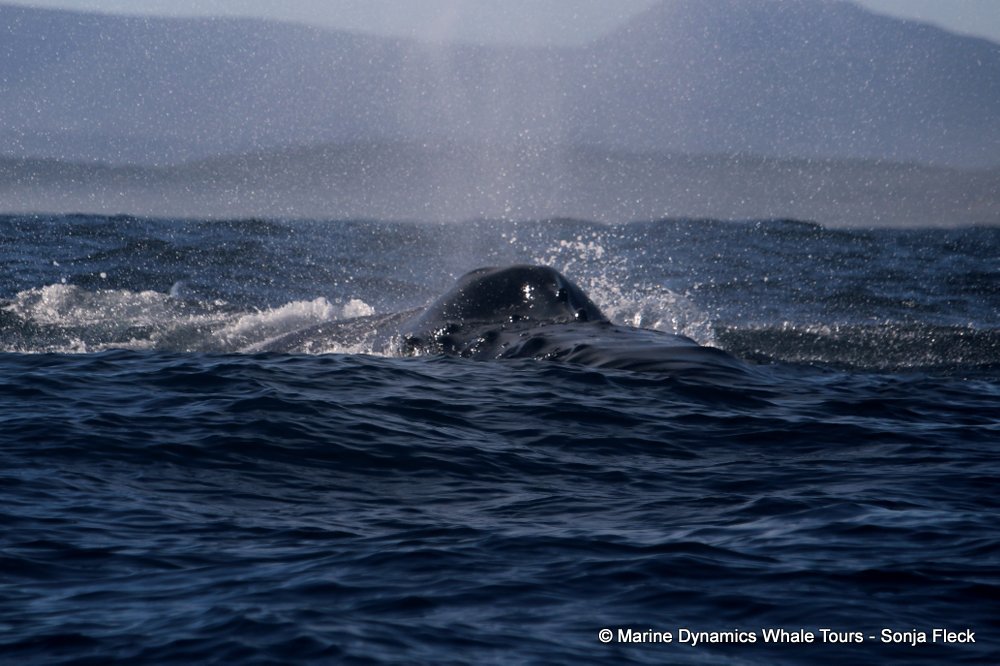 humpback whale, whale watching, gansbaai, south africa