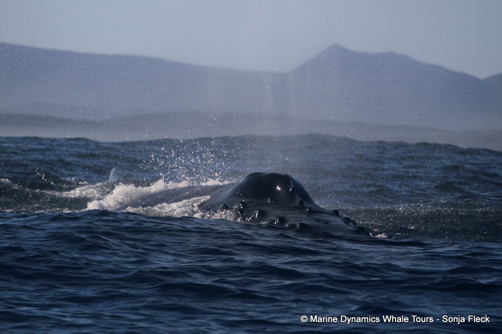 Marine Big 5 Daily Blog 07 August