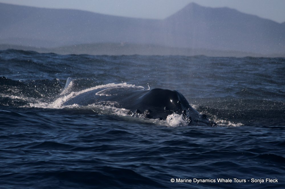 humpback whale, whale watching, gansbaai, south africa