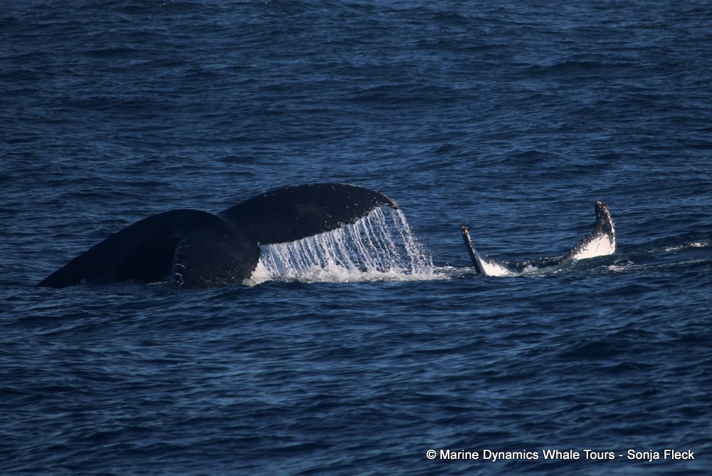 humpback whale, whale watching, gansbaai, south africa