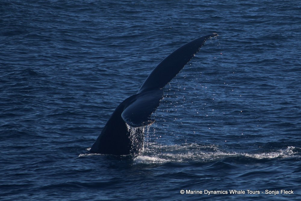 humpback whale, whale watching, gansbaai, south africa