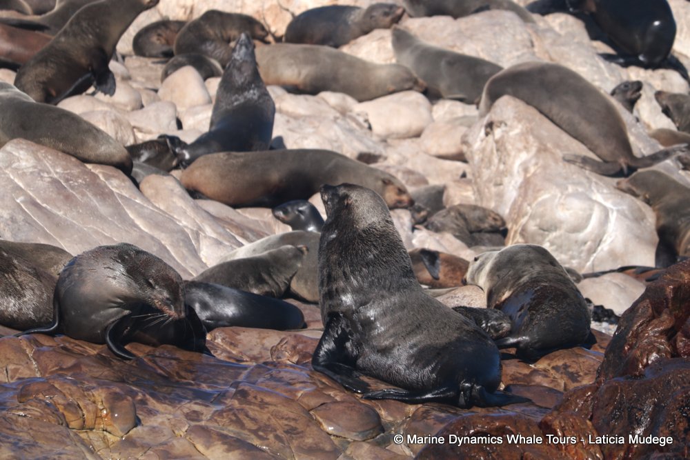 cape fur seal, whale watching, gansbaai, south africa