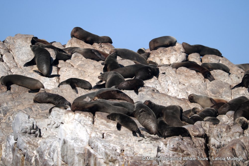 cape fur seal, whale watching, gansbaai, south africa