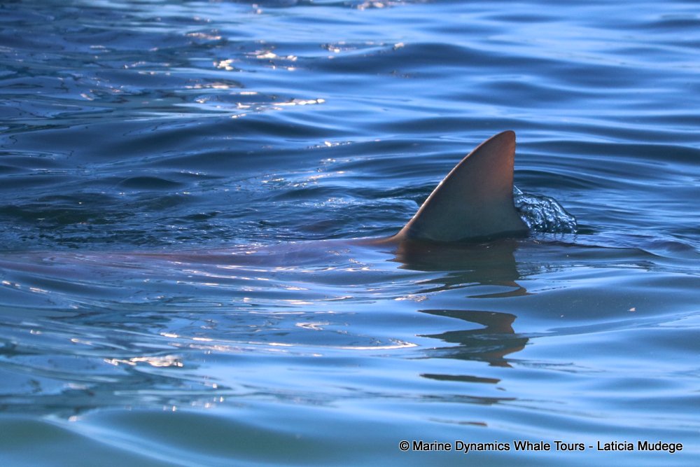 bronze whaler shark, whale watching, gansbaai, south africa,