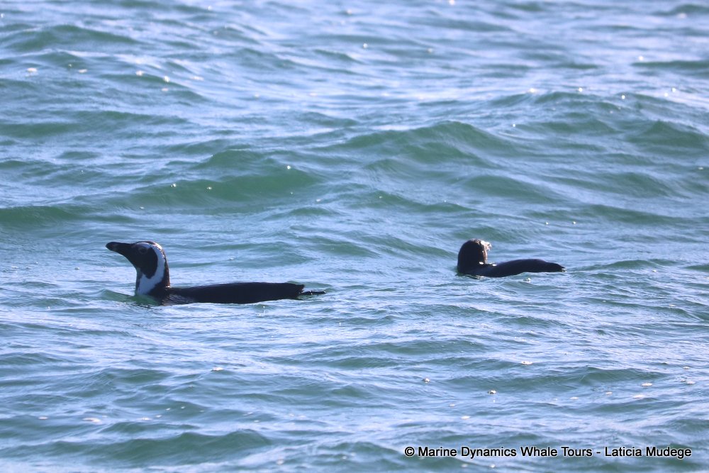 african penguin, whale watching, gansbaai, south africa