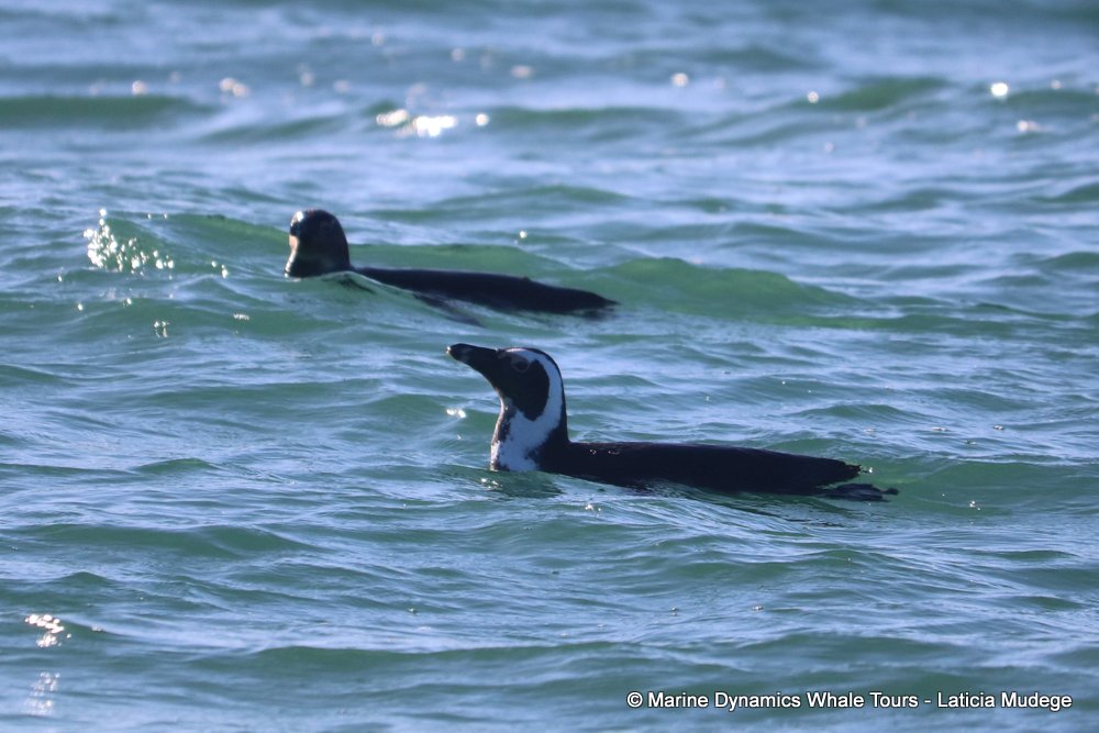 african penguin, whale watching, gansbaai, south africa