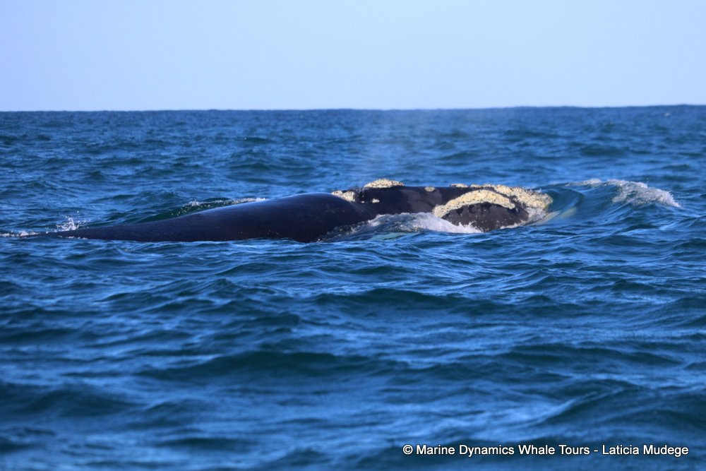 Southern right whale, whale watching, gansbaai, south africa,