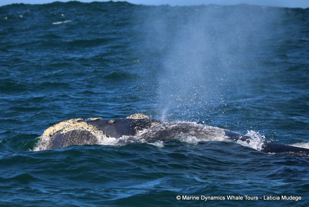 Southern right whale, whale watching, gansbaai, south africa,