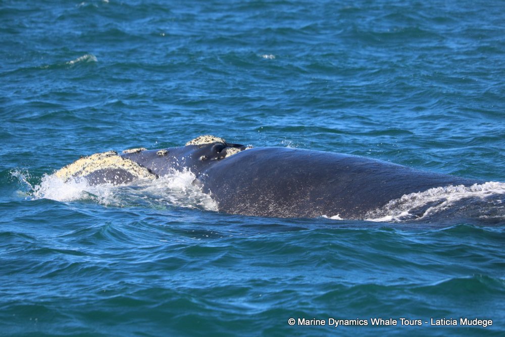 Southern right whale, whale watching, gansbaai, south africa,