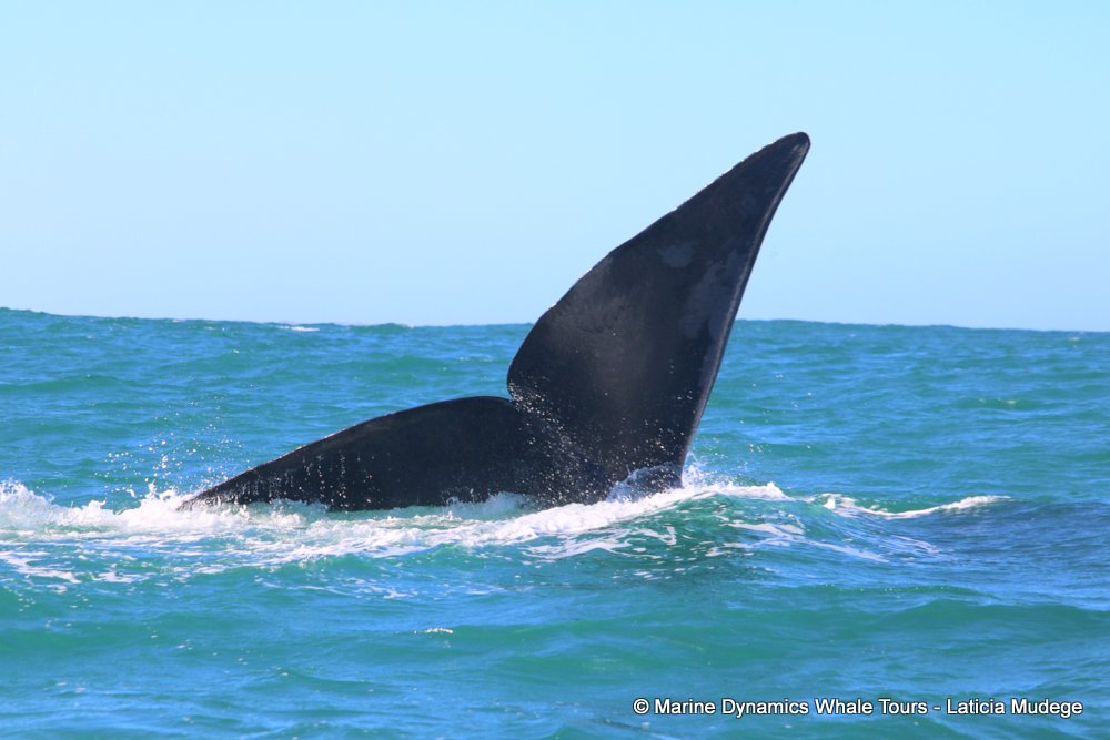 Southern right whale, whale watching, gansbaai, south africa,